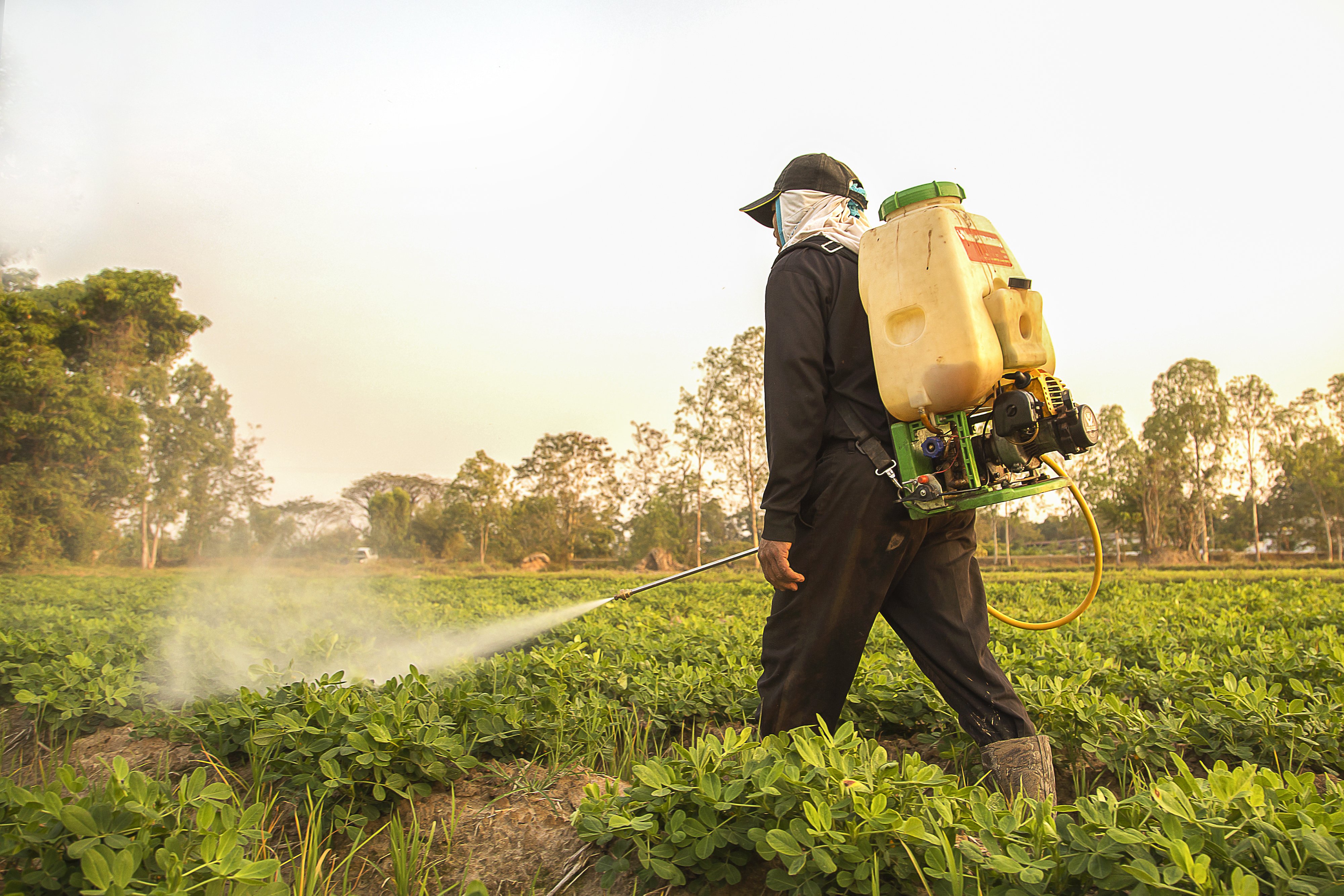 Первые пестициды. Пестициды. Пестициды в сельском хозяйстве. Пестициды и гербициды. Ядохимикаты в сельском хозяйстве.